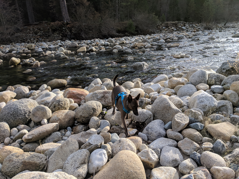 Illustration for article titled Toby in Yosemite